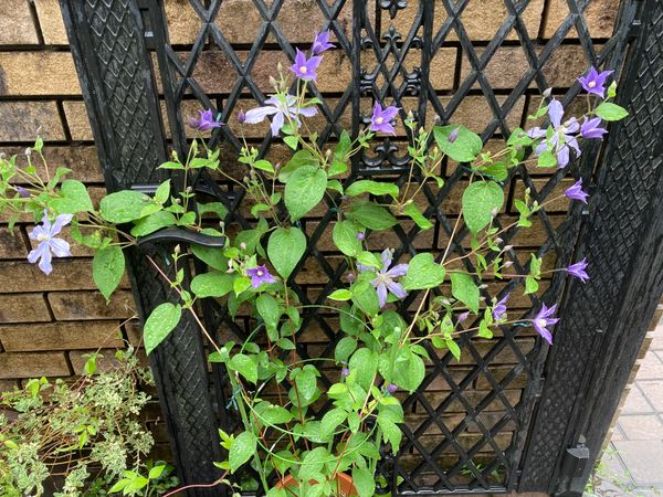 クレマチス アラベラ 一番花の後 強剪 年７月 9月の庭 のアルバム みんなの趣味の園芸 Id