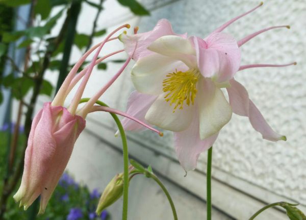 西洋オダマキ ピンクと白の可愛いオダ 庭に咲くオダマキコレクション のアルバム みんなの趣味の園芸
