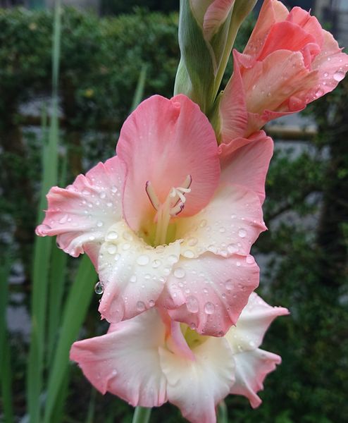 植えっぱなしのグラジオラスが数年ぶり 庭の花 のアルバム みんなの趣味の園芸 Id