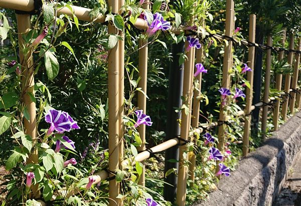 生垣にホシザキアサガオです 庭の花 のアルバム みんなの趣味の園芸