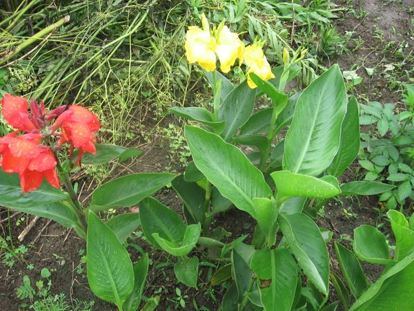 昨年 種から育てた矮性のカンナが冬越 ハーブと季節の花のコテージガーデン のアルバム みんなの趣味の園芸