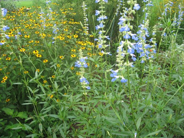 ボックセージの水色の花がさわやかです ハーブと季節の花のコテージガーデン のアルバム みんなの趣味の園芸 Id