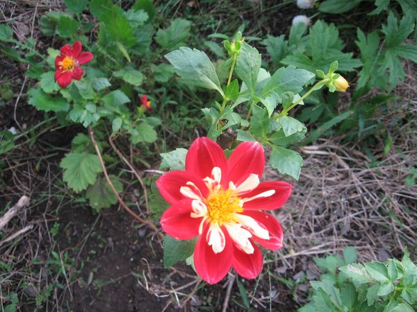 秋になってまた咲き始めたダリアです ハーブと季節の花のコテージガーデン のアルバム みんなの趣味の園芸 Id