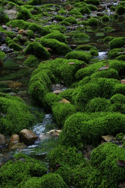 苔岩 水は伏流水できれい きれいな お出かけ 思い出の一枚 1 のアルバム みんなの趣味の園芸