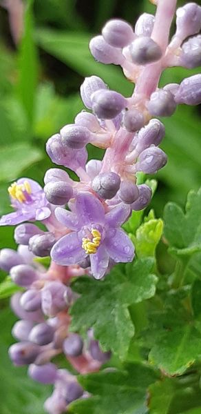 ヤブラン 面白い花だ 写ってる葉は 夏の花 7月 のアルバム みんなの趣味の園芸