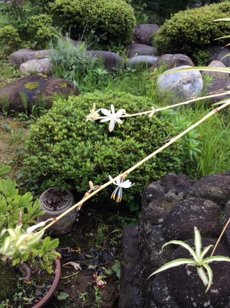 以前からある鉢植えから小さな白い花が 梅雨の晴れ間に のアルバム みんなの趣味の園芸