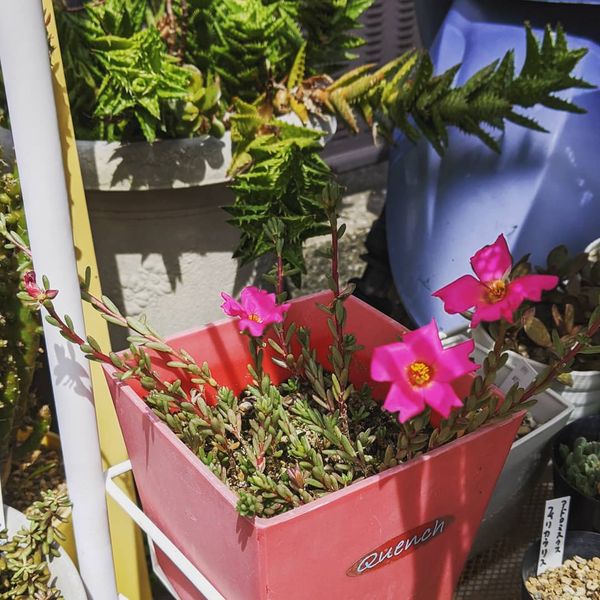 ポーチュラカリア属 ピンキー Instagram のアルバム みんなの趣味の園芸