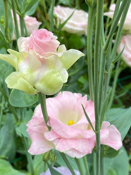 トルコキキョウ 花 のアルバム みんなの趣味の園芸