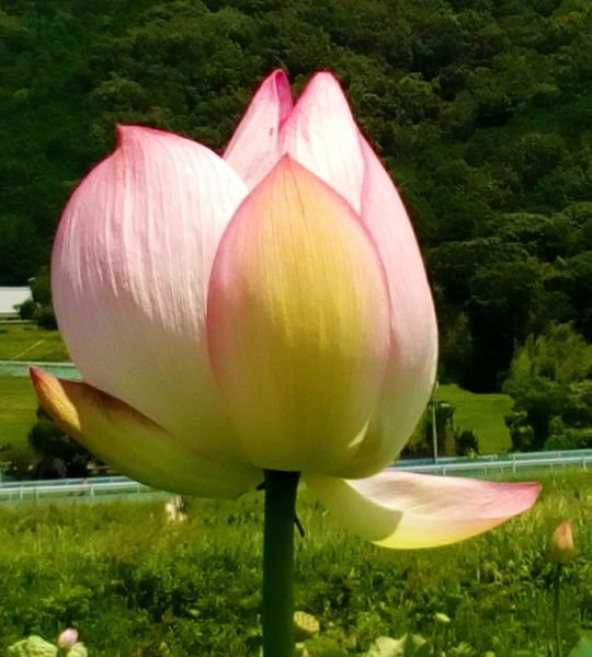 かなり大きな花が咲きそう 蓮からパワ 薄いピンク色の 蓮の花 のアルバム みんなの趣味の園芸