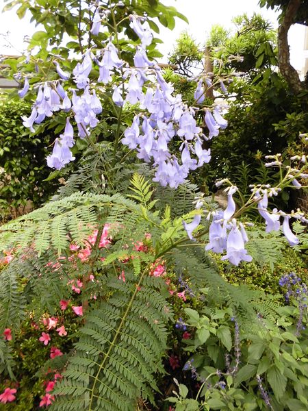 シダのような涼しげな葉と 薄紫の釣り 南国の花 のアルバム みんなの趣味の園芸 Id