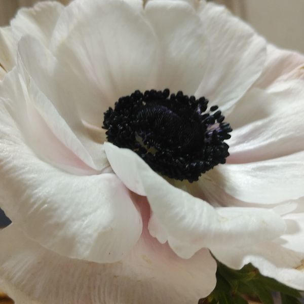 透き通るような花びらに芯黒 白いアネモネ Comme Une Fleur あれこれ のアルバム みんなの趣味の園芸