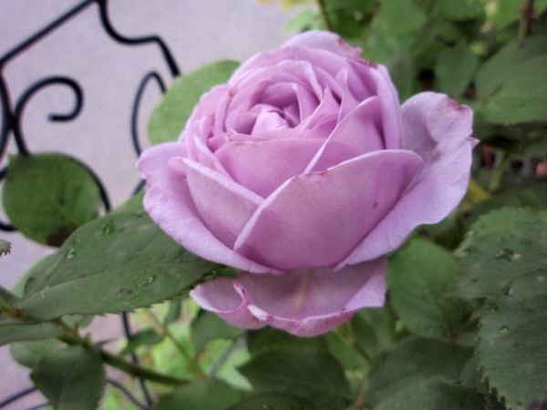 しのぶれど 紫 青系のバラ のアルバム みんなの趣味の園芸 Id