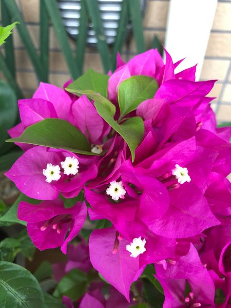 9 1 紫色の苞の真ん中に白いお花 夏色 のアルバム みんなの趣味の園芸 Id