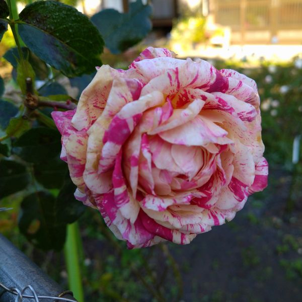 🌹トイトイトイ「2020秋薔薇🌹」のアルバム - みんなの趣味の園芸 id:1249715