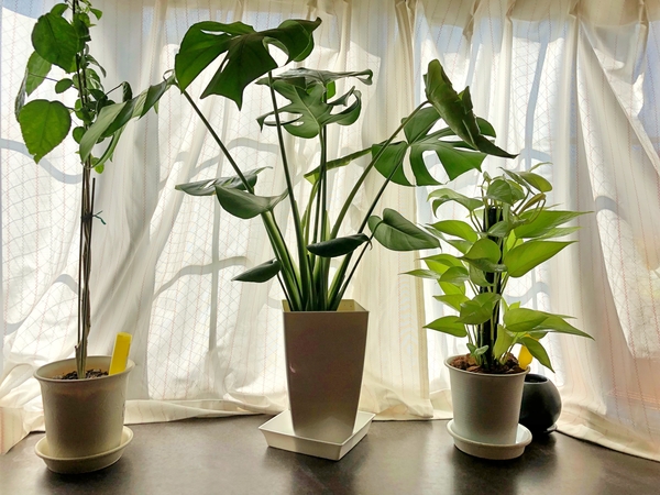 ハイビスカススタンダード ピンクバタ 室内植物 のアルバム みんなの趣味の園芸 Id