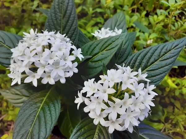白い花が可愛いペンタス 花言葉は 秋の庭 9 11月 のアルバム みんなの趣味の園芸 Id