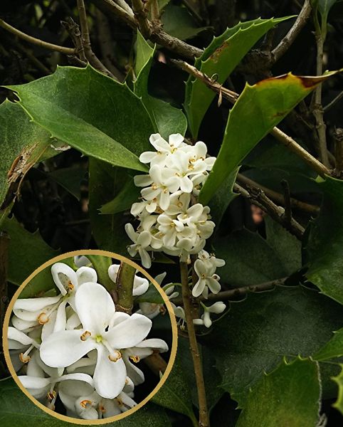 ヒイラギモクセイ ギンモクセイとヒイ 野山花散歩 のアルバム みんなの趣味の園芸 Id