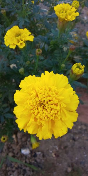 マリーゴールド 黄色い花が裏庭を明るく 秋 冬 のアルバム みんなの趣味の園芸 Id