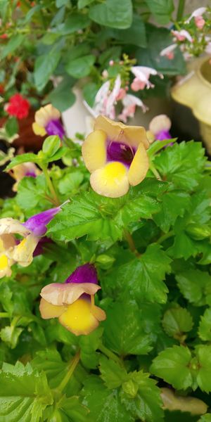 トレニア サマーミスト 黄色と紫の組み 秋 冬 のアルバム みんなの趣味の園芸 Id