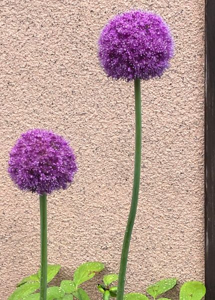 アリウム ギガンチウム 2本が 紫のま 庭にて No ２ のアルバム みんなの趣味の園芸