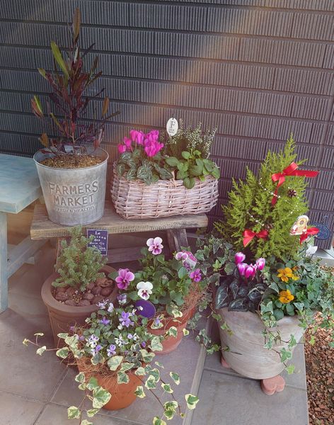 玄関前に 寄せ鉢してみました 色味的 我が家の鉢植え 寄せ植え のアルバム みんなの趣味の園芸
