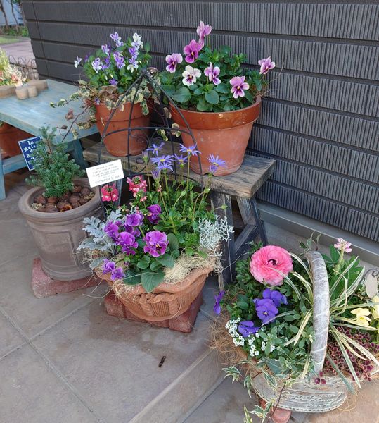 玄関前の寄せ植え 何となく同系色でま 我が家の鉢植え 寄せ植え のアルバム みんなの趣味の園芸