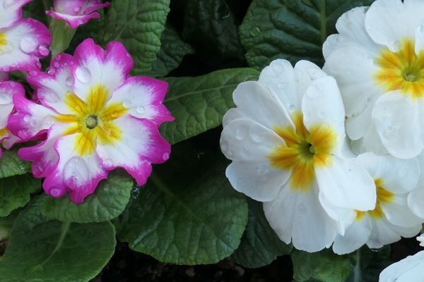 プリムラジュリアン 21冬の花 のアルバム みんなの趣味の園芸 Id