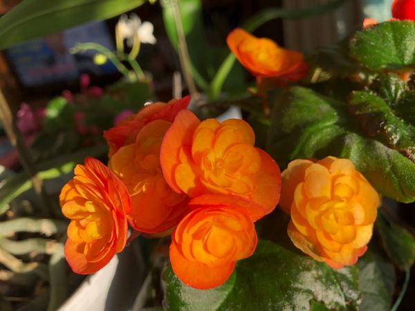 夏に咲き終わりのリーガースベゴニアを 限りなく優しい花々 のアルバム みんなの趣味の園芸 Id