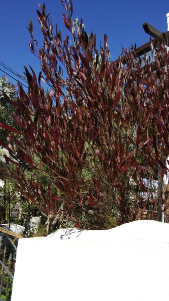 すっかり紅葉して銅葉になったドドナエ オージー 南アフリカプランツ ｍｙガーデン のアルバム みんなの趣味の園芸 Id