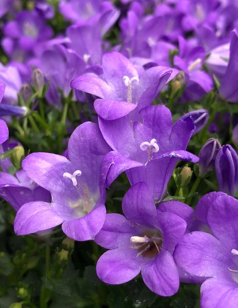 ベルフラワー 今朝の花です4 のアルバム みんなの趣味の園芸