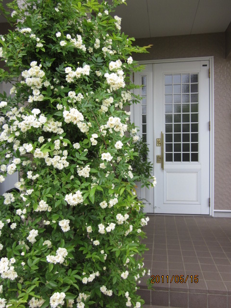 玄関脇の白モッコウバラ とげがないの 白の庭 のアルバム みんなの趣味の園芸