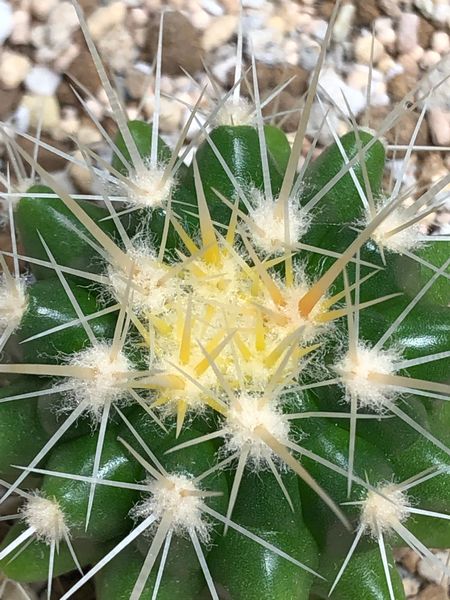 100均サボテン 金鯱の刺 成長点から出る サボさん のアルバム みんなの趣味の園芸 Id