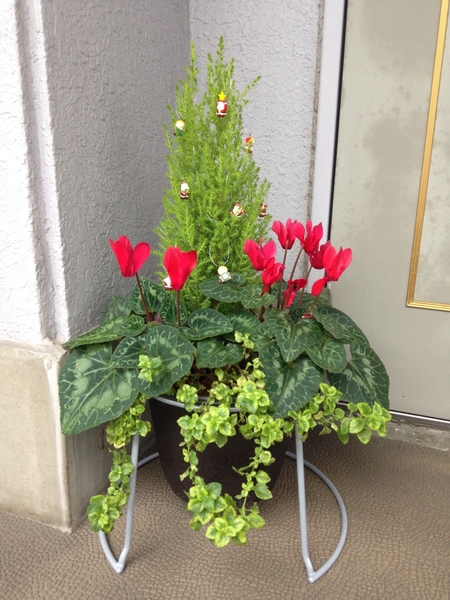 玄関先を飾る寄せ植え ガーデンシクラ インテリアグリーン のアルバム みんなの趣味の園芸 Id