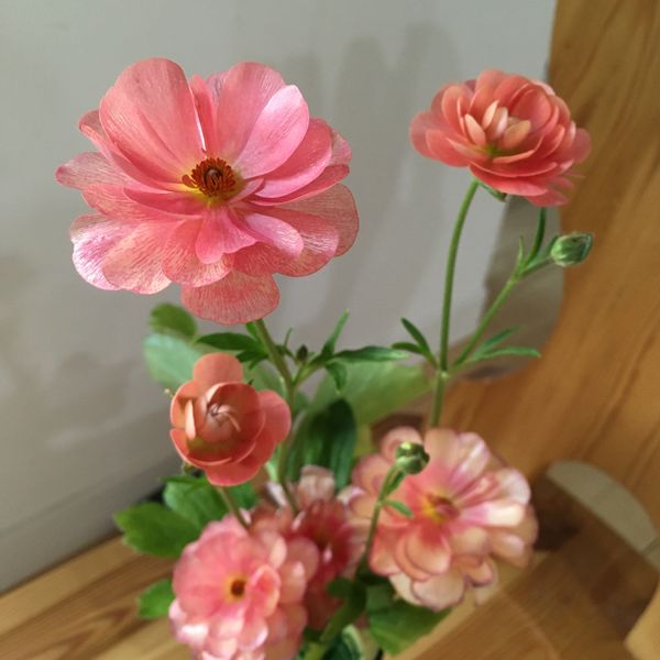ラナンキュラス ラックス エリス 花瓶 ガーデンの花 21冬 のアルバム みんなの趣味の園芸