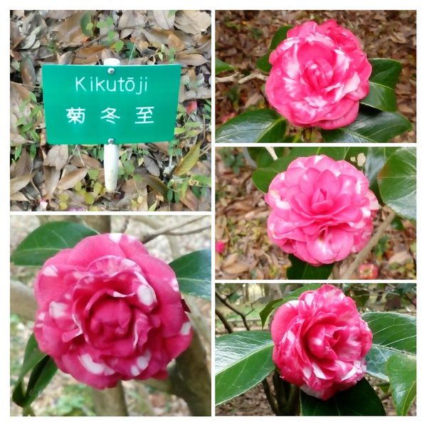 菊冬至 という名前の 椿 初めて 今年初の 京都府立植物園 のアルバム みんなの趣味の園芸