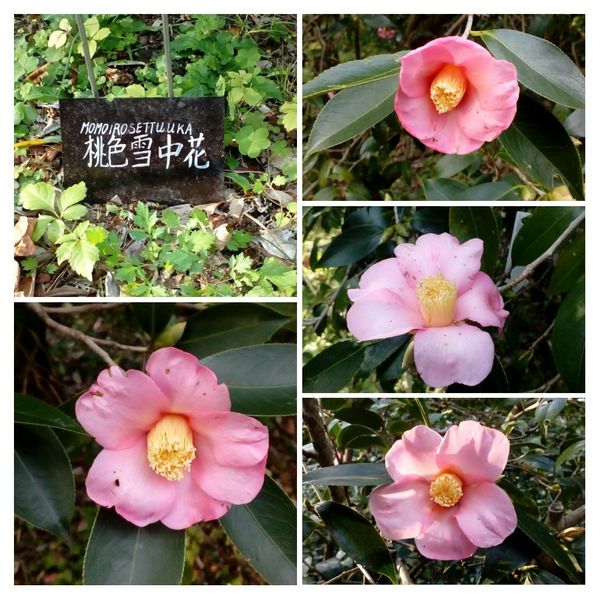 桃色雪中花 という名前の 椿 ソ 今年初の 京都府立植物園 のアルバム みんなの趣味の園芸 Id