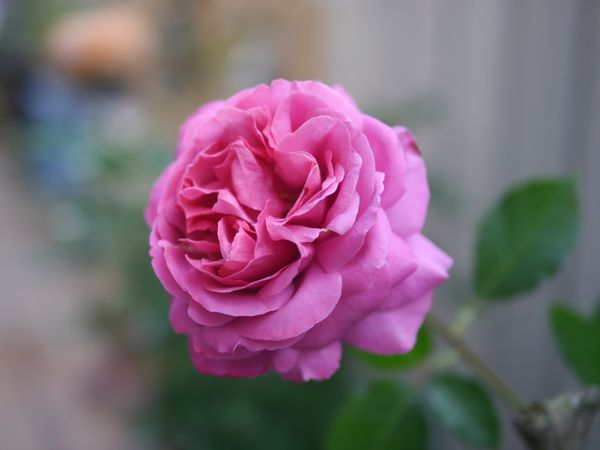 薔薇イブピアッチェはオールドローズら Diyガーデニング のアルバム みんなの趣味の園芸