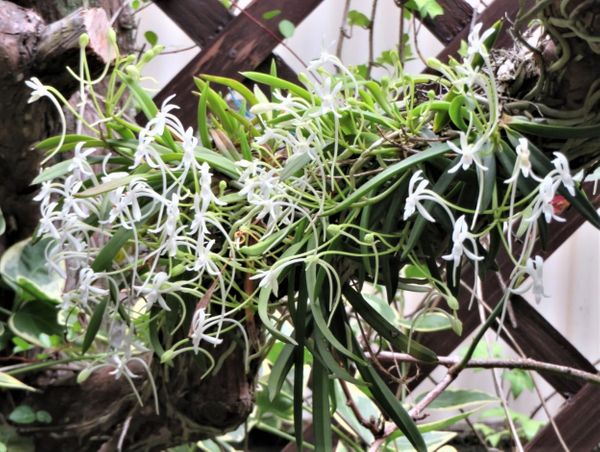 フウラン 風蘭 別名富貴蘭 ラン科 我家の観葉植物 ラン 草花色々 のアルバム みんなの趣味の園芸
