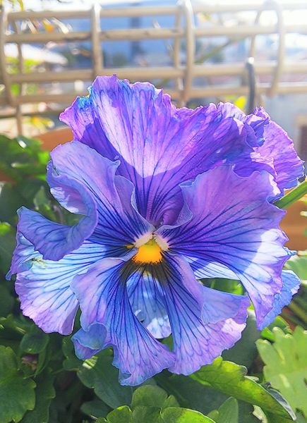 ブルーのフリルパンジー 絵になるすみれ てんこの花つくり 藤沢の庭 21冬 のアルバム みんなの趣味の園芸