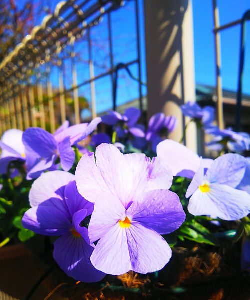 ビオラ ビビヘブンリーブルー てんこの花つくり 藤沢の庭 21冬 のアルバム みんなの趣味の園芸 Id