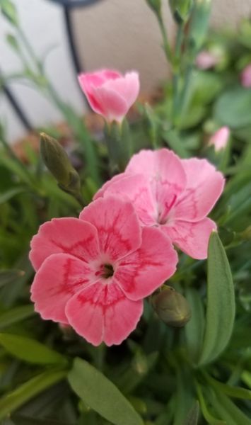 ナデシコ ミーテ ピーチ ラテ 夏の 元気の源 育てている花達 21 のアルバム みんなの趣味の園芸
