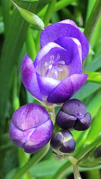 フリージア 蕾は濃い紫ですが 中は明る 我が家のベランダ のアルバム みんなの趣味の園芸 Id