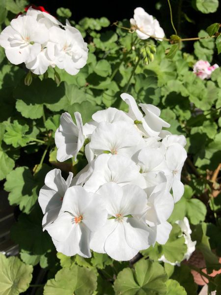 ふっくらと白いゼラニウムの花が咲いて 我が家のお花達 21年 のアルバム みんなの趣味の園芸 Id