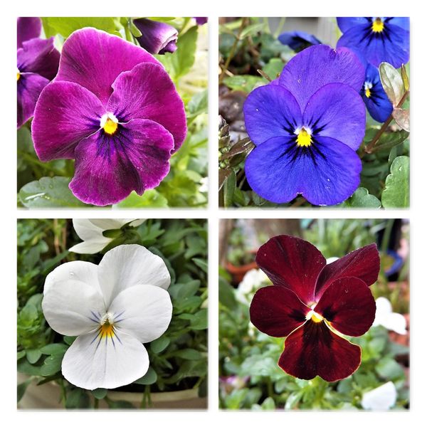 ビオラ 4種類 季節の草花 21 のアルバム みんなの趣味の園芸 Id