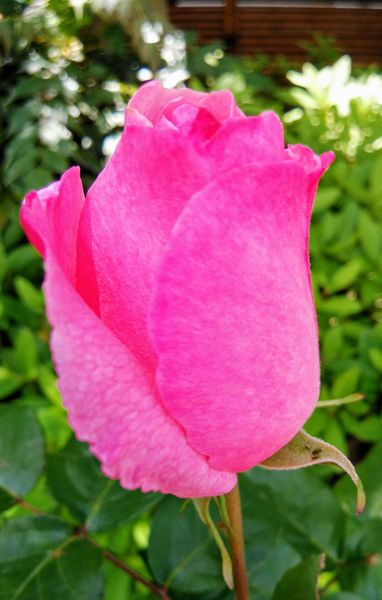 バラ 1番花の蕾です 色形と 薔薇 バラ のアルバム みんなの趣味の園芸