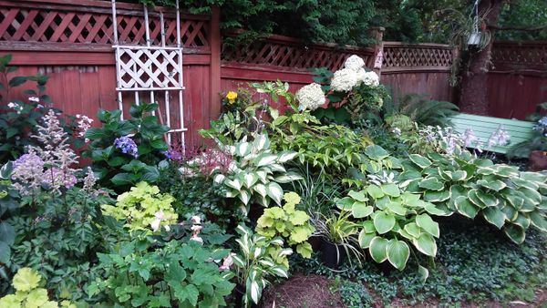 日陰の塀際花壇でギボウシが大活躍 振り返って ２０２０年の庭 のアルバム みんなの趣味の園芸