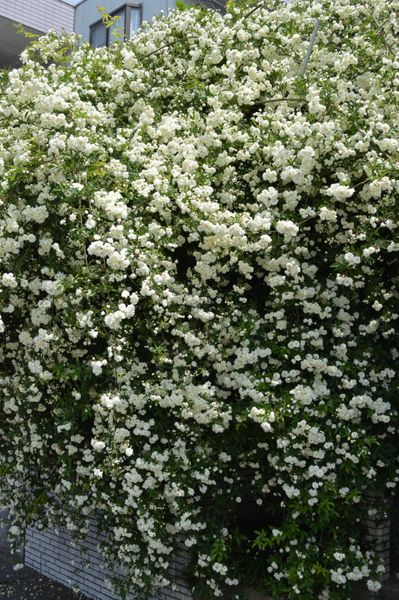 白モッコウバラ 枝垂れ仕立て 庭に咲くバラ 美しさの中に感じる生命力 のアルバム みんなの趣味の園芸