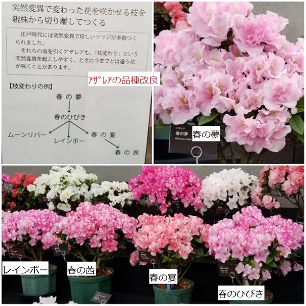 日本での新品種は枝変わりのよって作り アザレア展 新潟県立植物園 温室の植物や他の企画展も のアルバム みんなの趣味の園芸