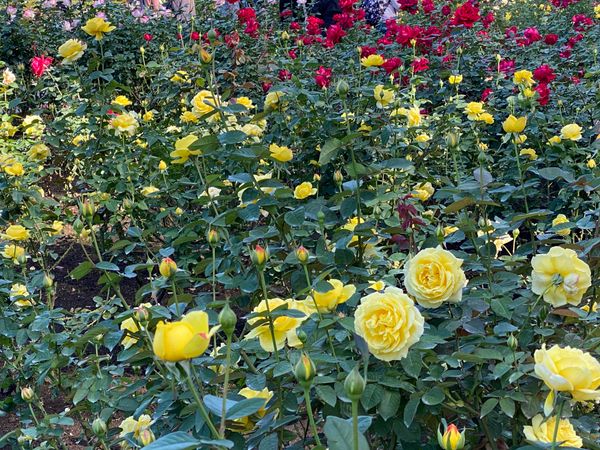 神代植物公園 秋バラ 綺麗でした 行ってきました21年 のアルバム みんなの趣味の園芸 Id