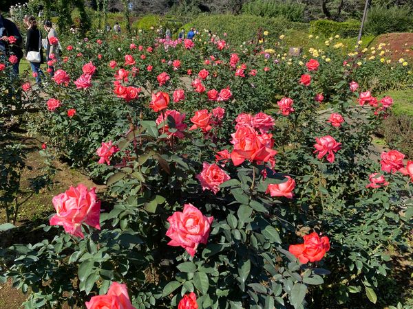 神代植物公園 秋バラを見に行ってきま 行ってきました21年 のアルバム みんなの趣味の園芸 Id